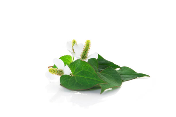 istock flower of houttuynia on a white background 1155528171