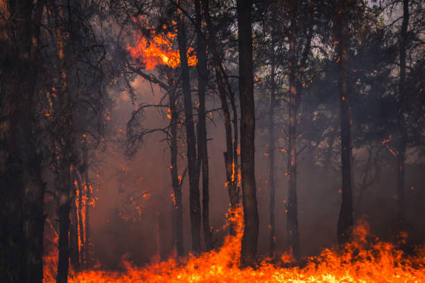 istock fire. wildfire, burning pine forest in the smoke and flames. 1155528307