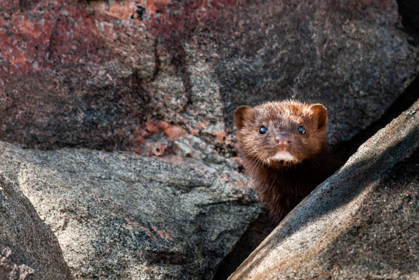 Mink (neovison vison) American mink (neovison vison) peeking through a crevice in rocks american mink stock pictures, royalty-free photos & images