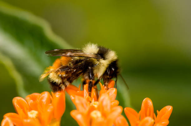 Red-tailed bumblebee on orange, glory flower with green background