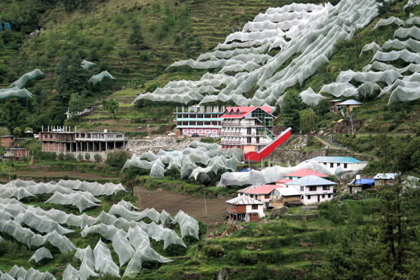 Netting protecting Fruit Trees from Hail Near Narkanda, Himachal Pradesh, India, May 16, 2019.
To protect their crop from frequent hail farmers drape their apple trees with nets mountain apple tree stock pictures, royalty-free photos & images