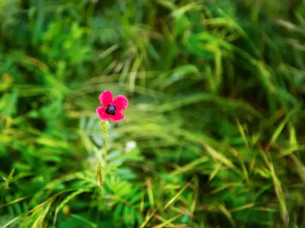 Poppy flower near the White Rock, Crimea