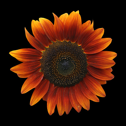 Sunflower on black. SEE ALSO MORE PHOTOS ISOLATED ON WHITE