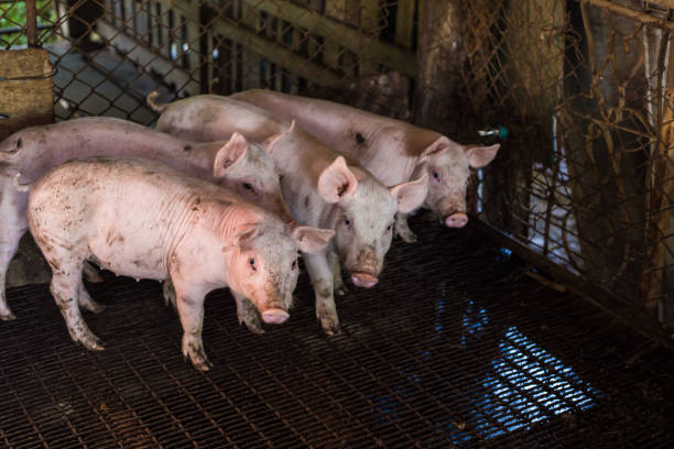 istock Dirty pig in rural traditional farm 1155532812