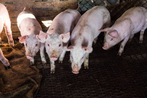 istock Dirty pig in rural traditional farm 1155532877