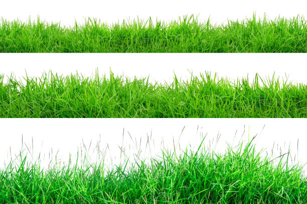 istock Green Grass Border isolated on white background. 1155532911