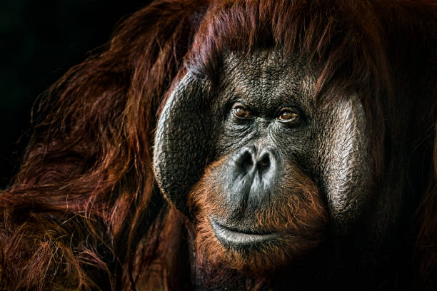 orangutan-porträt - orang utan fotos stock-fotos und bilder