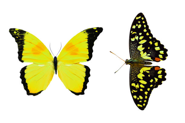istock yellow butterfly isolated on white background. tropical insects. 1155533250