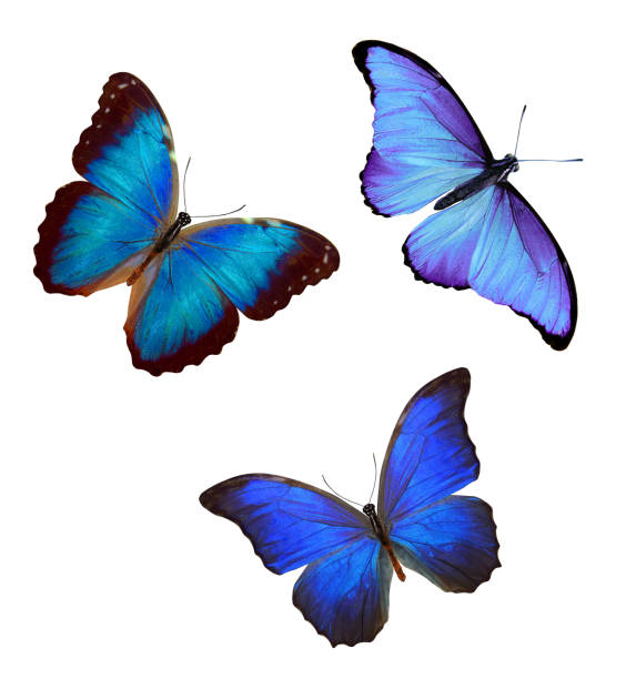 istock flock of blue butterflies isolated on white 1155533338