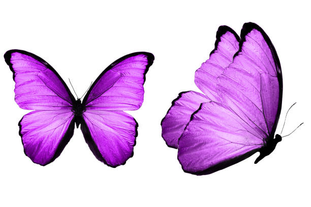 istock beautiful two purple butterflies isolated on white background 1155533345