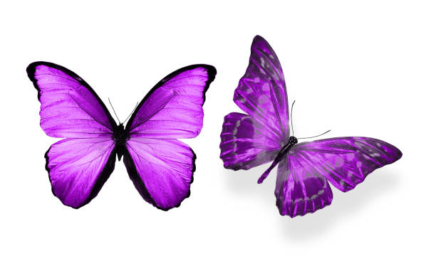 istock beautiful two purple butterflies isolated on white background 1155533428