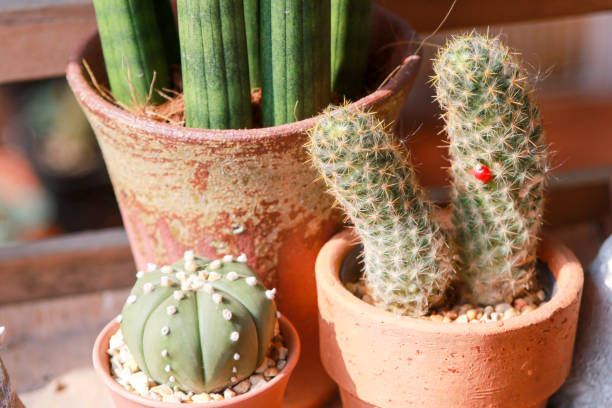 istock Cactus flowers on the lunch time. 1155533589