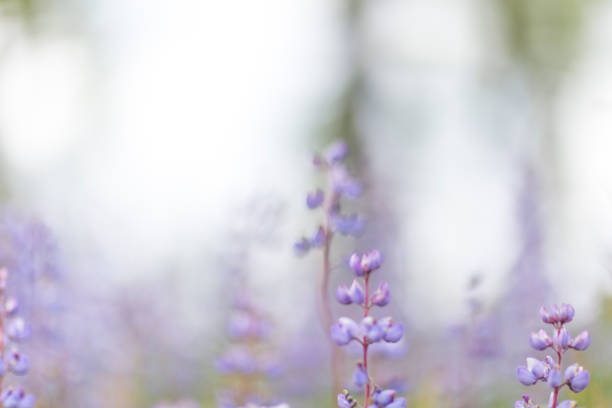 istock Purple Lupine Flowers Blurry Meme Background 1155534336