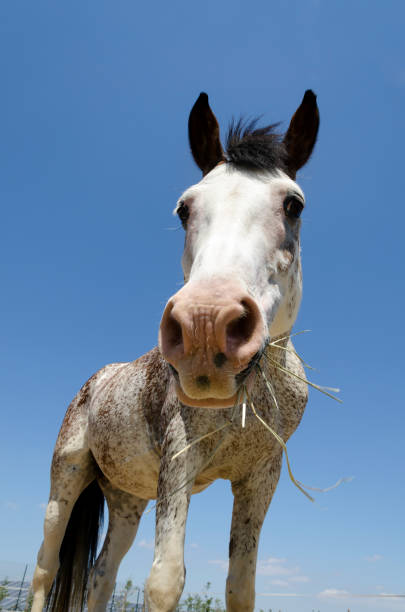 istock horse in a farm in Liguria 1155536056