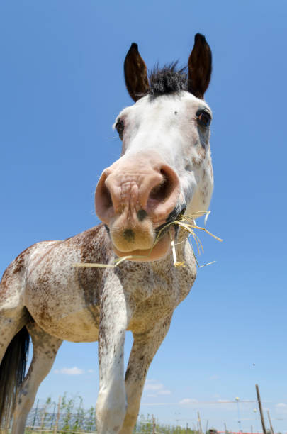 istock horse in a farm in Liguria 1155536058