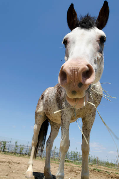 istock horse in a farm in Liguria 1155536062