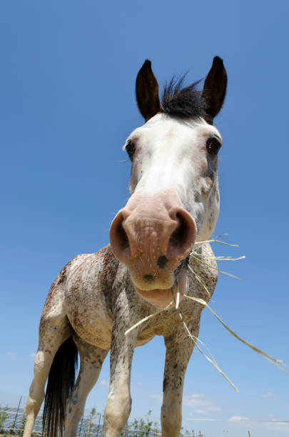 istock horse in a farm in Liguria 1155536086