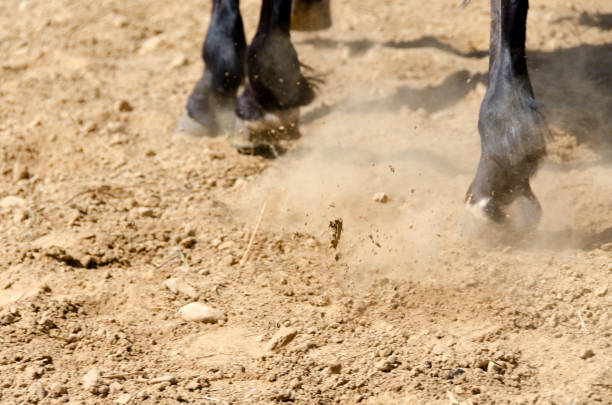 istock horse in a farm in Liguria 1155536087