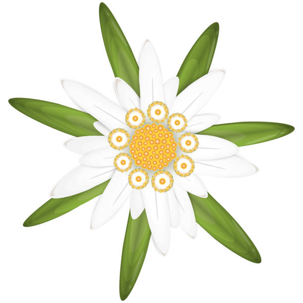 illustrazioni stock, clip art, cartoni animati e icone di tendenza di simbolo di fiore edelweiss - stella alpina
