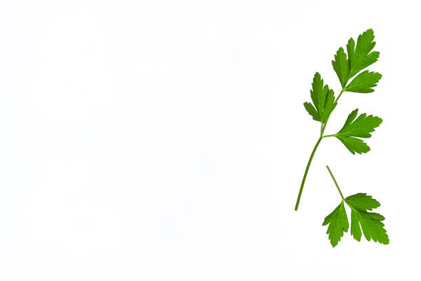 closeup of flat-leaved parsley leaves isolated on white background with copy space on left