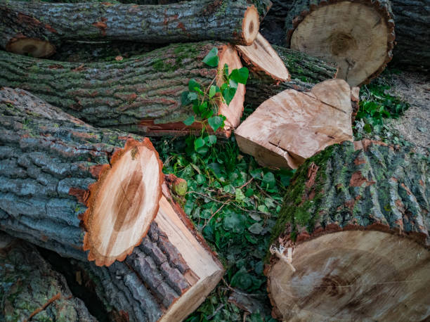 istock wooden barks 1155536975