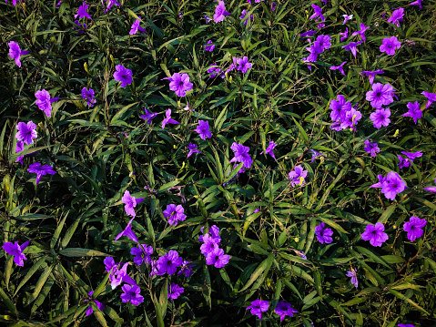 Purple flowers blooming