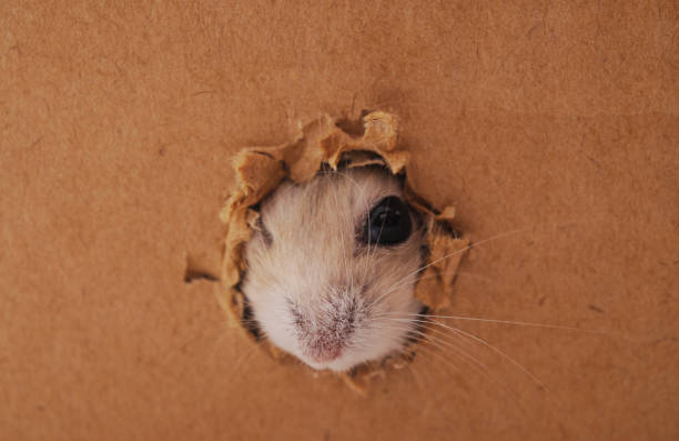 White hamster and hole. White hamster and hole in a cardboard box. infestation photos stock pictures, royalty-free photos & images
