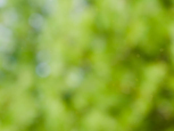 istock Abstract background of forest bokeh, missed focus 1155537699