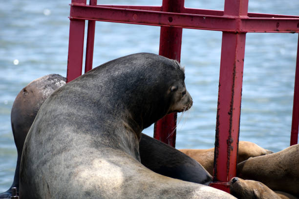 istock Sea Lions on a Buoy 1155539036