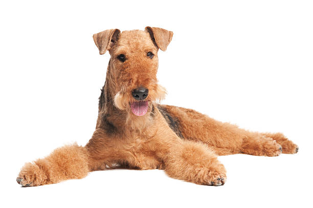 istock Airedale Terrier dog isolated 115553924