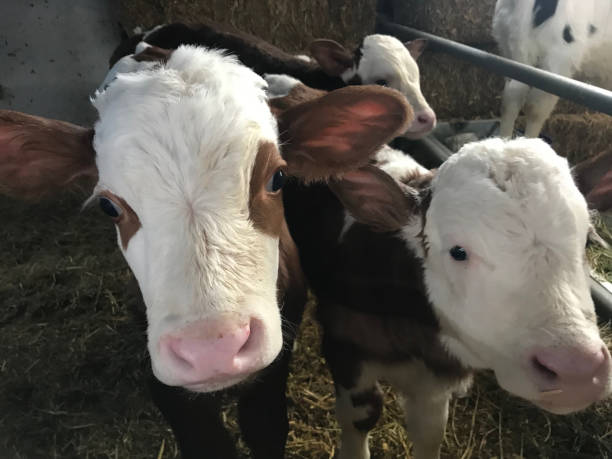 Cows in the farm barn stock photo