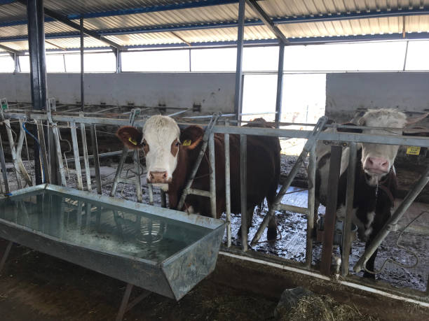 Cow drinking water in the farm barn
