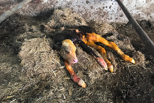 Newborn calf in the farm barn in Nigde, Turkey.