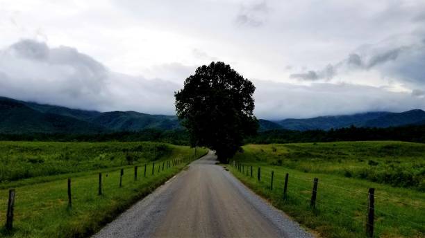 istock Oak Tree Bordering Country Road on a Cloudy June Morning 1155540616