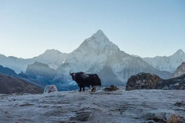 Photo of Mt.Ama Dablam (6,812 metres) at sunrise view from Dzongla village (4,830 metres) in Solukhumbu region of Nepal.