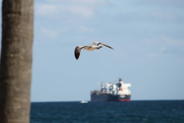 Cargo ship out in the Atlantic Ocean from Fort Lauderdale Beach with a blue sky and a seagull flying.