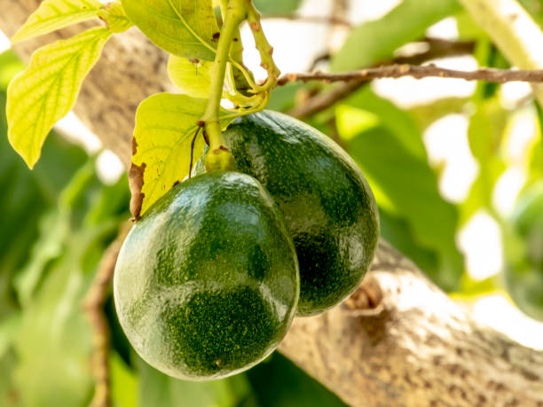 albero di avocado in giornata di sole in brasile, frutta tropicale brasiliana - orchard fruit vegetable tree foto e immagini stock