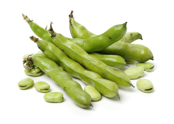 broad beans on white background - broad bean imagens e fotografias de stock