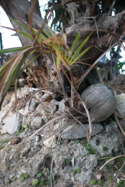 Photo of A sprout of a coconut