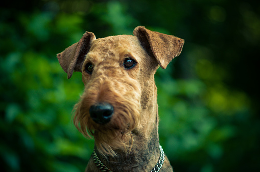 A beautiful portrait of Airedal Terrier head on a meadow in front of a forest with a dog's collar. vibrant colors.