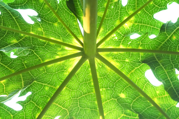 istock Green papaya leaves patterns with reflection from the sun on sky background 1155552581