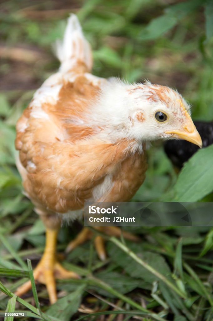 Young Free Range Chicken Stock Photo - Download Image Now - Animal ...