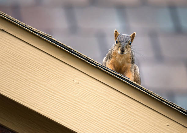 Squirrel peeking out from the edge of the roof top