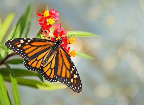 Newly emerged Monarch butterfly (Danaus plexippus) feeding on tropical milkweed flowers