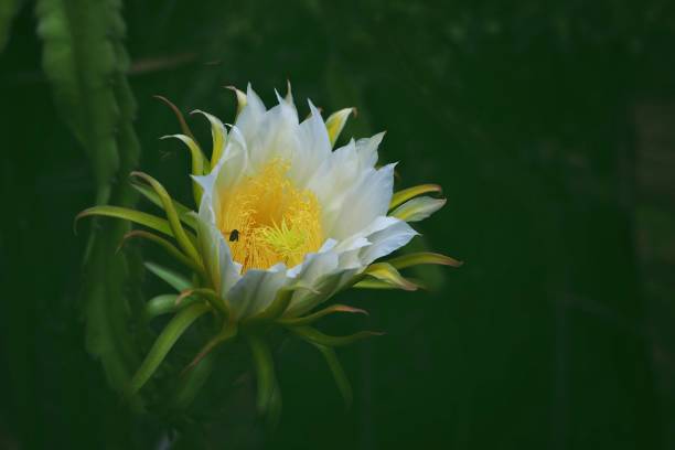 istock White flower in park in morning. 1155556410