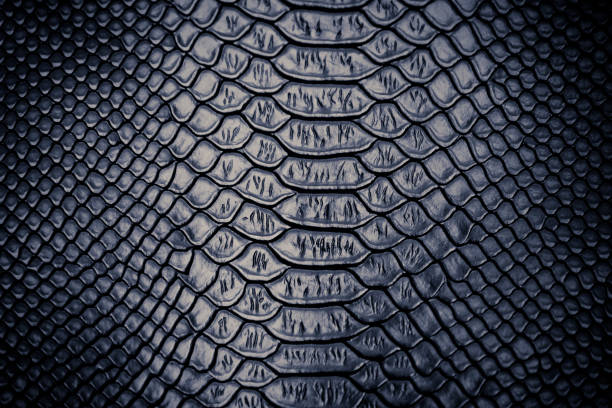 istock close up of snake skin texture 1155559550