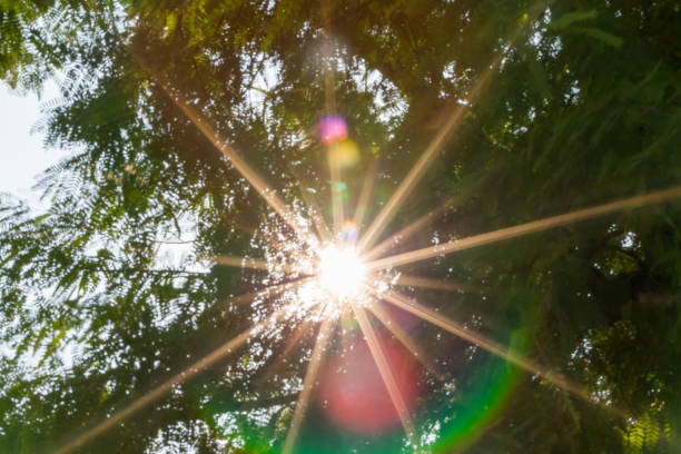 Blurred abstract of sun on the trees with lens flare on green background