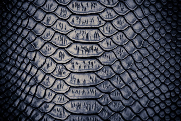 istock close up of snake skin texture 1155559935