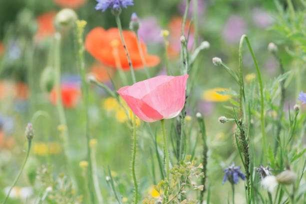 blurry colorful flowers in a summer field of south germany afternoon