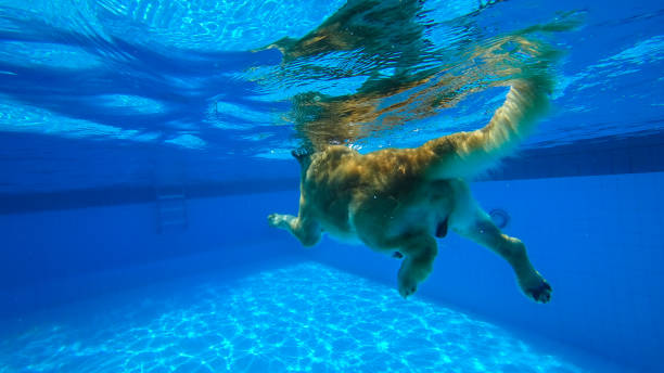 exercícios do filhote de cachorro do retriever dourado na piscina (vista subaquática) - underwater dog adult happiness - fotografias e filmes do acervo